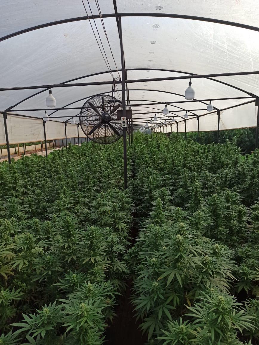Estufa de cultivo de cannabis medicinal de nível comercial no Paraguai, gerenciada pelo Eng. Agrônomo Gabriel Binotti